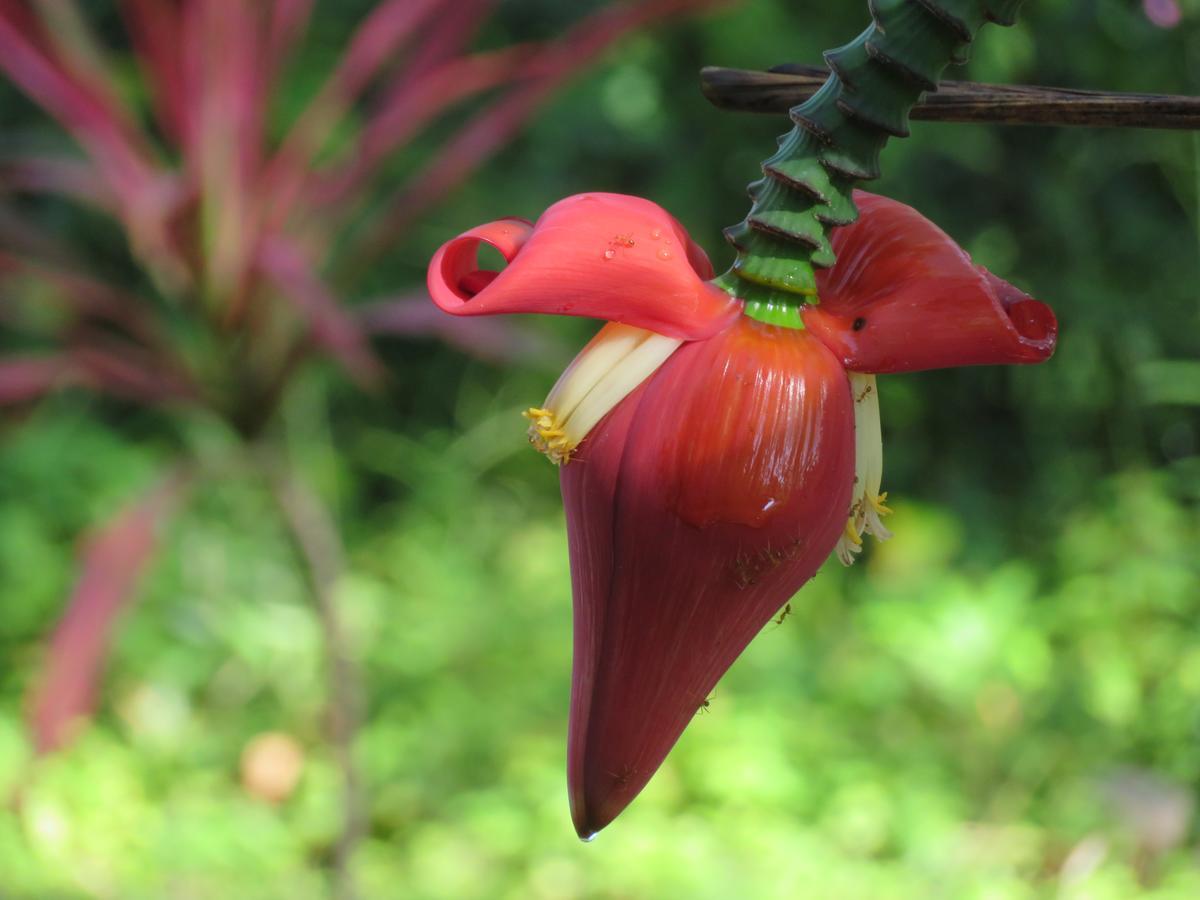 Manora Garden Otel Phang Nga Dış mekan fotoğraf